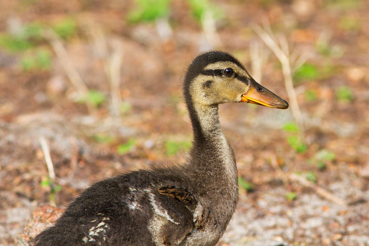 Baby Duck