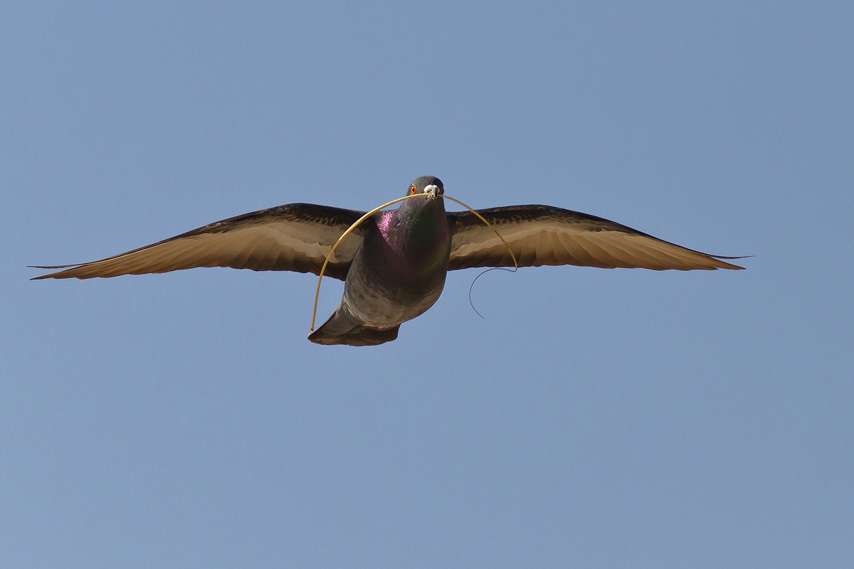 Soaring Pigeon