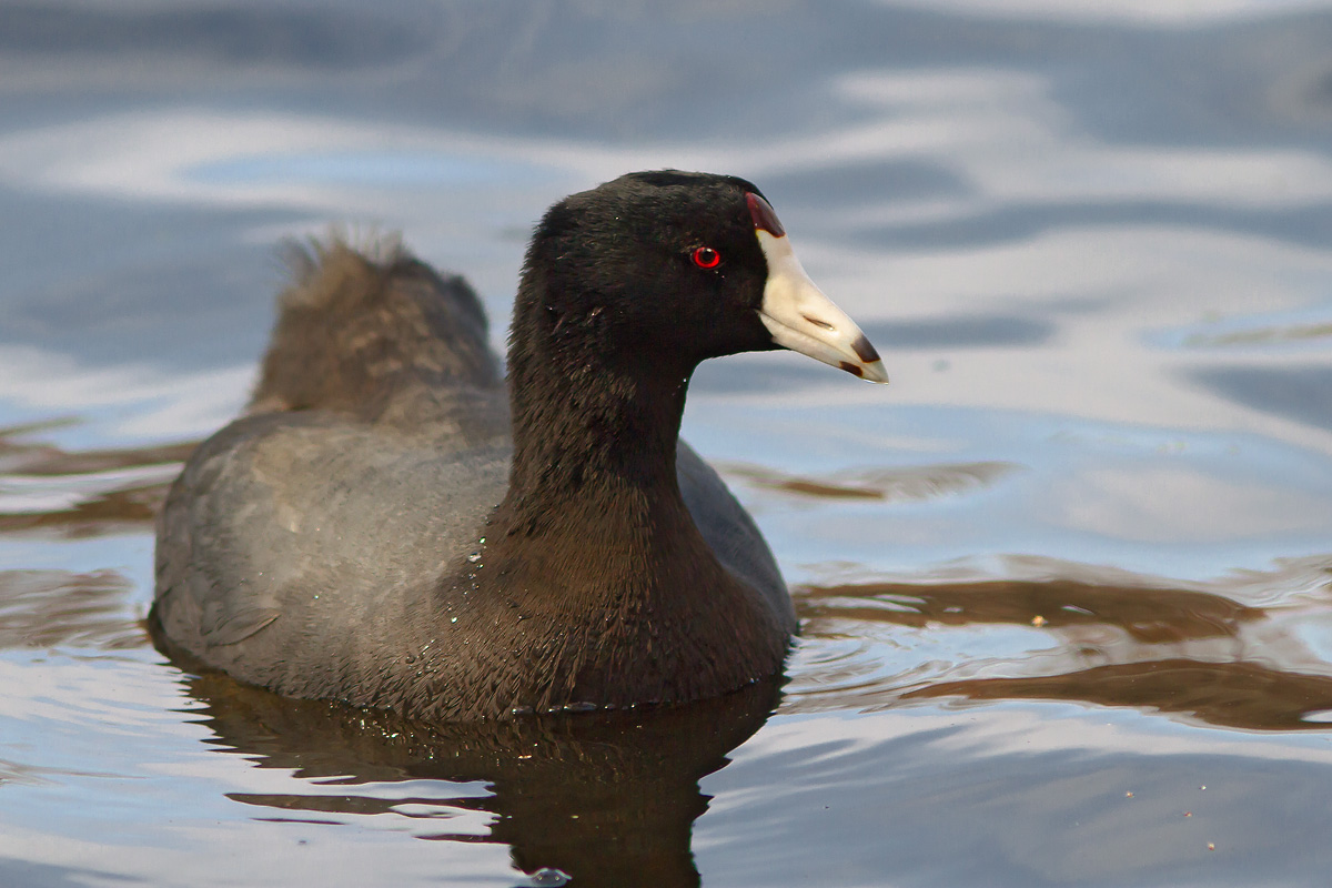 American Coot