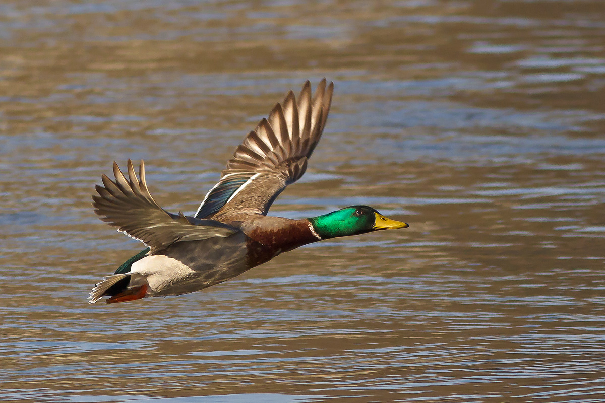 Flying Mallard