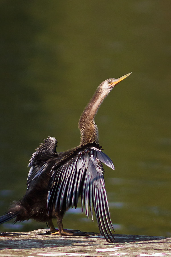Anhinga in Wilmington, NC