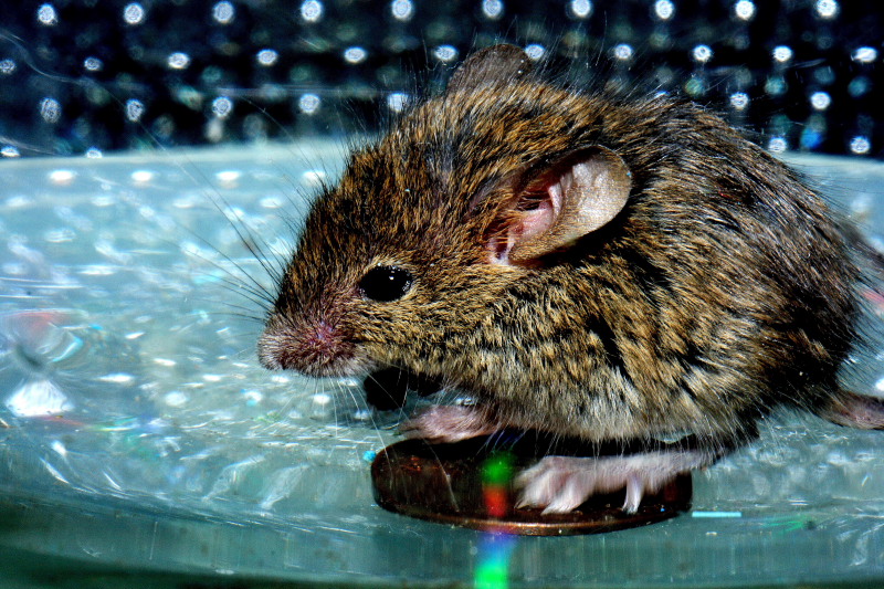 Penny Mouse - Penny Disco