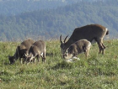 Steinbcke einfach so am Wegesrand