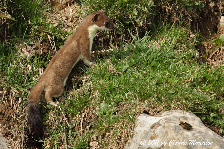 Stoat