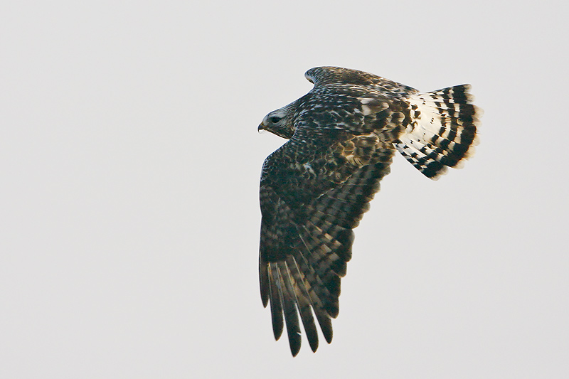 Rough-legged Buzzard