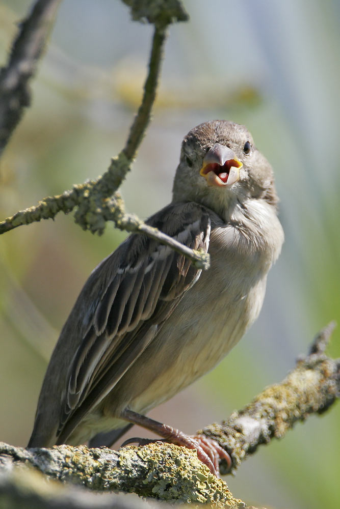 House Sparrow