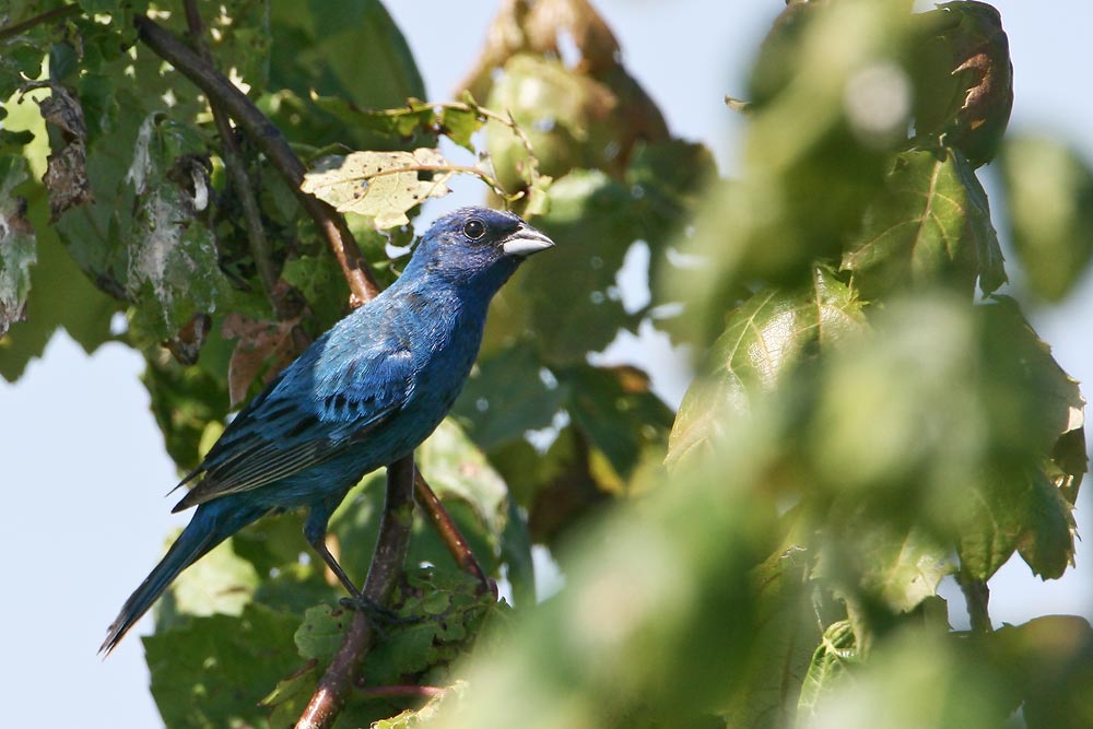 Indigo Bunting