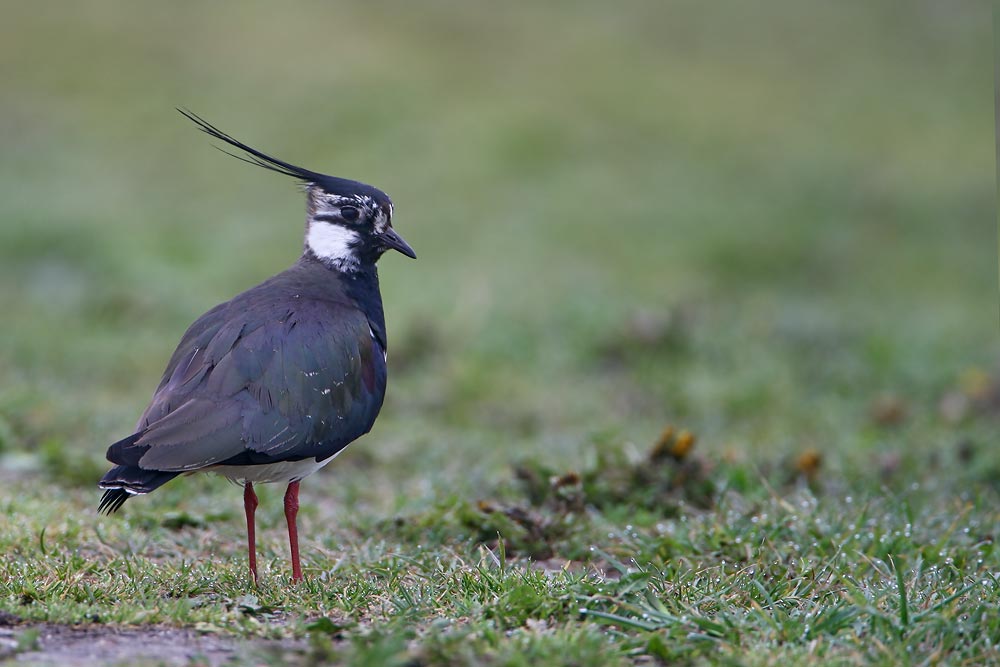 Lapwing