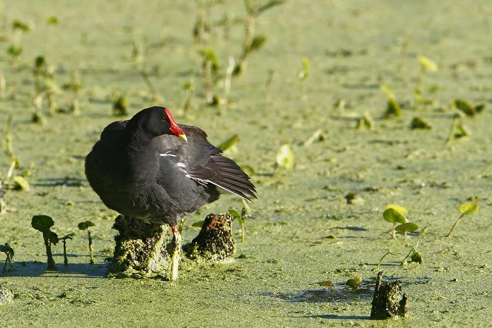 Moorhen