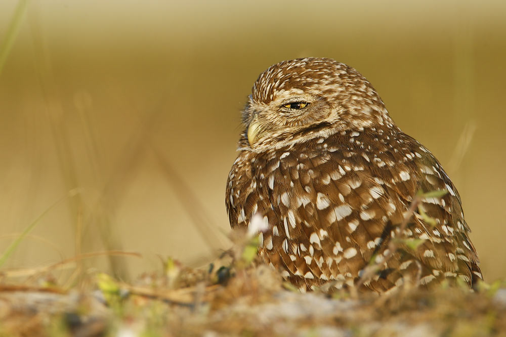 Burrowing Owl