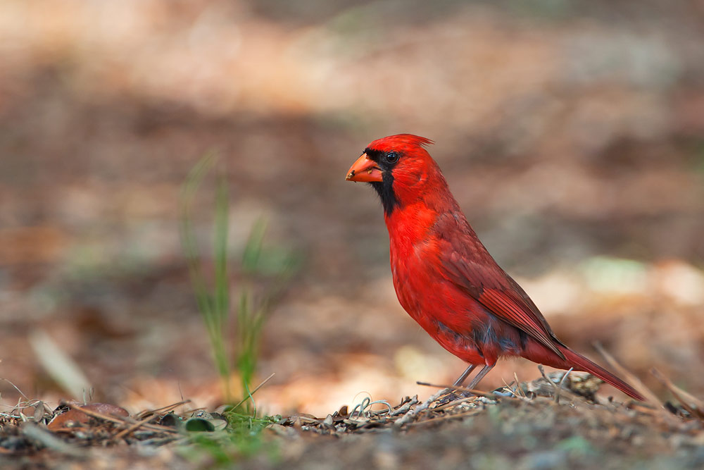 Northern Cardinal