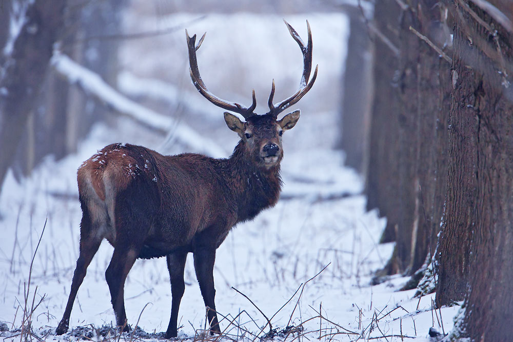 Red Deer