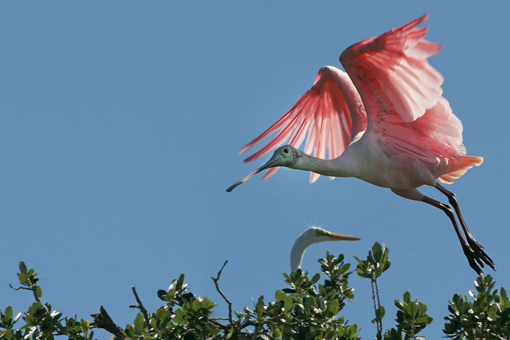 Roseate Spoonbill