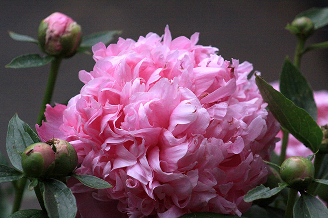 Peonies - Donnas Favorite