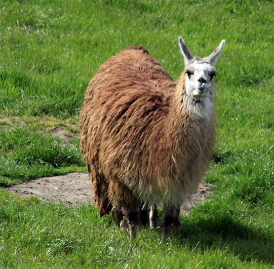 Llama on neighboring property