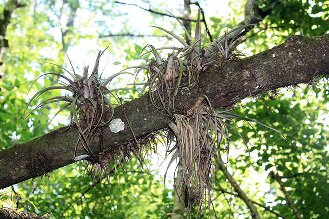 Air plants