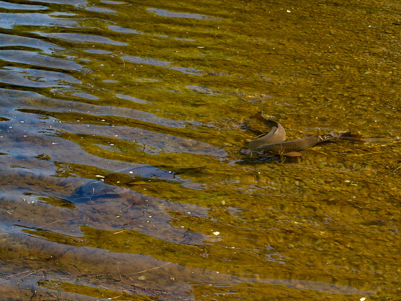 Carp spawning in Rice Lake