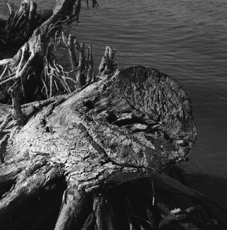 Dead tree at the riverside III