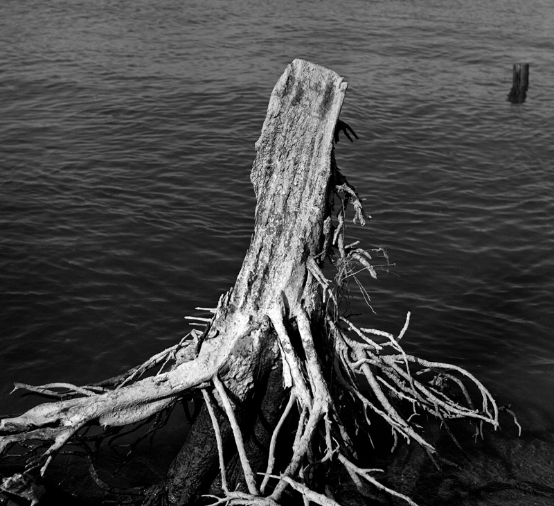 Dead tree at the riverside II