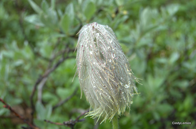 Pasqueflower or Western Anemone