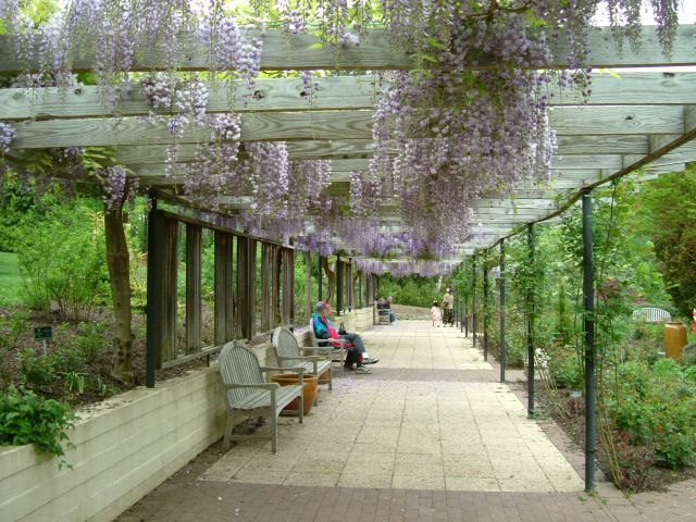 the long wisteria arbor