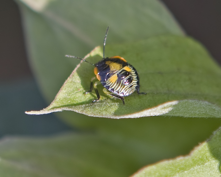 Mystery Bug