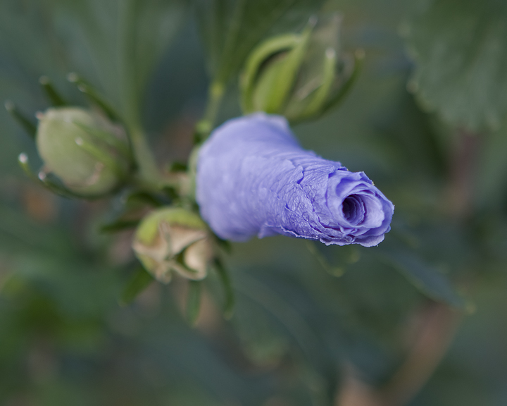 Violet Rose of Sharon Funnel