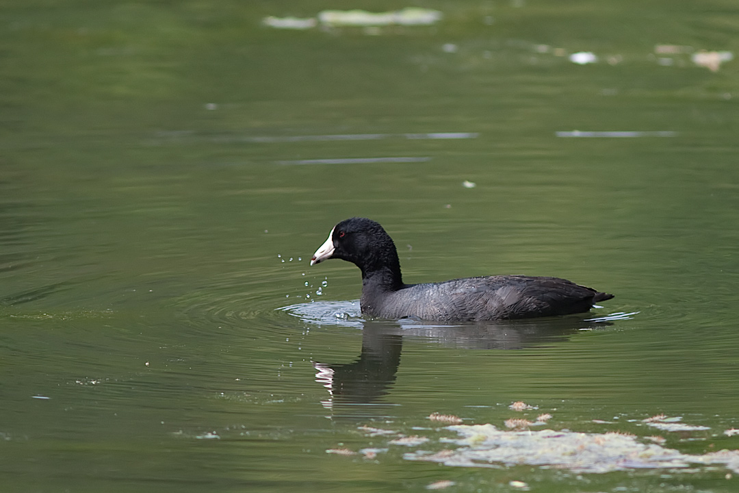 American Coot.