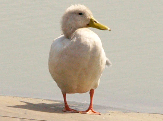 Mallard - leucistic eclipse male - 8-26-08 Ensley Bottoms
