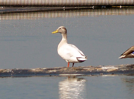 Mallard - leucistic - 9-23-08 male molting from eclipse plumage to breeding.