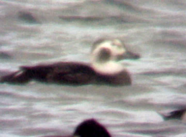 Long-tailed Duck - 12-26-08 ad. female - TVA Lake