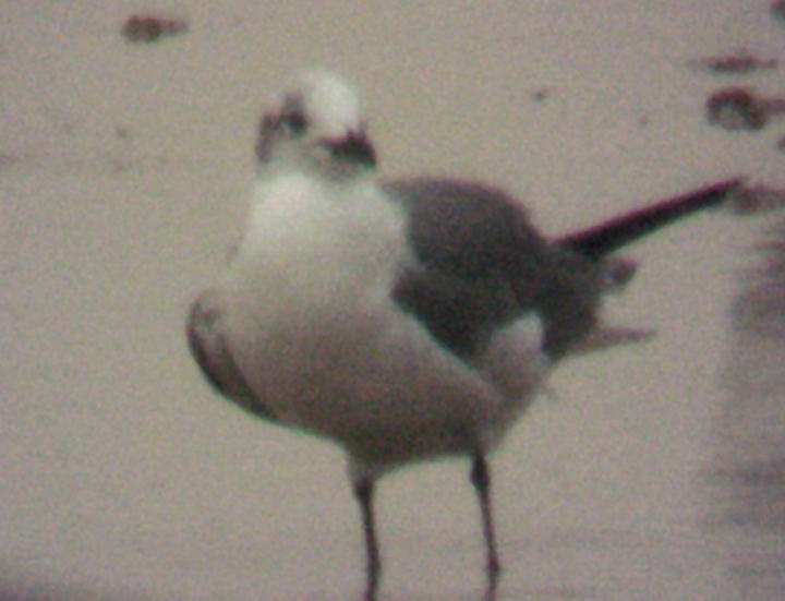 Laughing Gull - 1-4-09  Arkabutla Lake