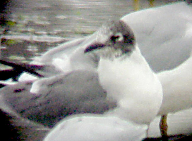 Franklins Gull - 1-4-09  Arkabutla Dam