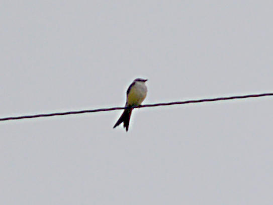 Western Kingbird - hybrid female 5-3-09 Frayser