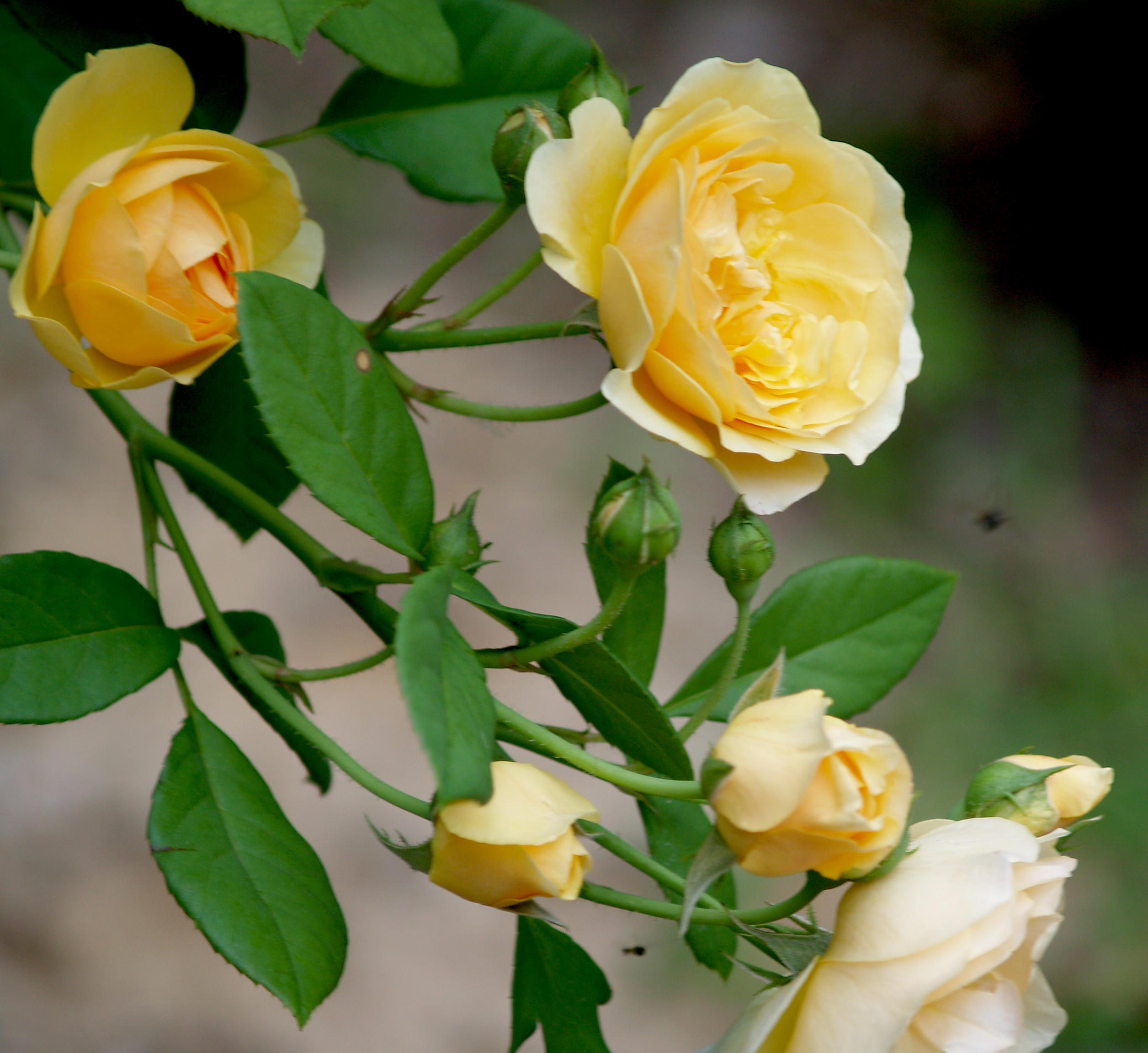 House - Flowers - 5-31-10 Graham Thomas - glorious true yellow rose.jpg