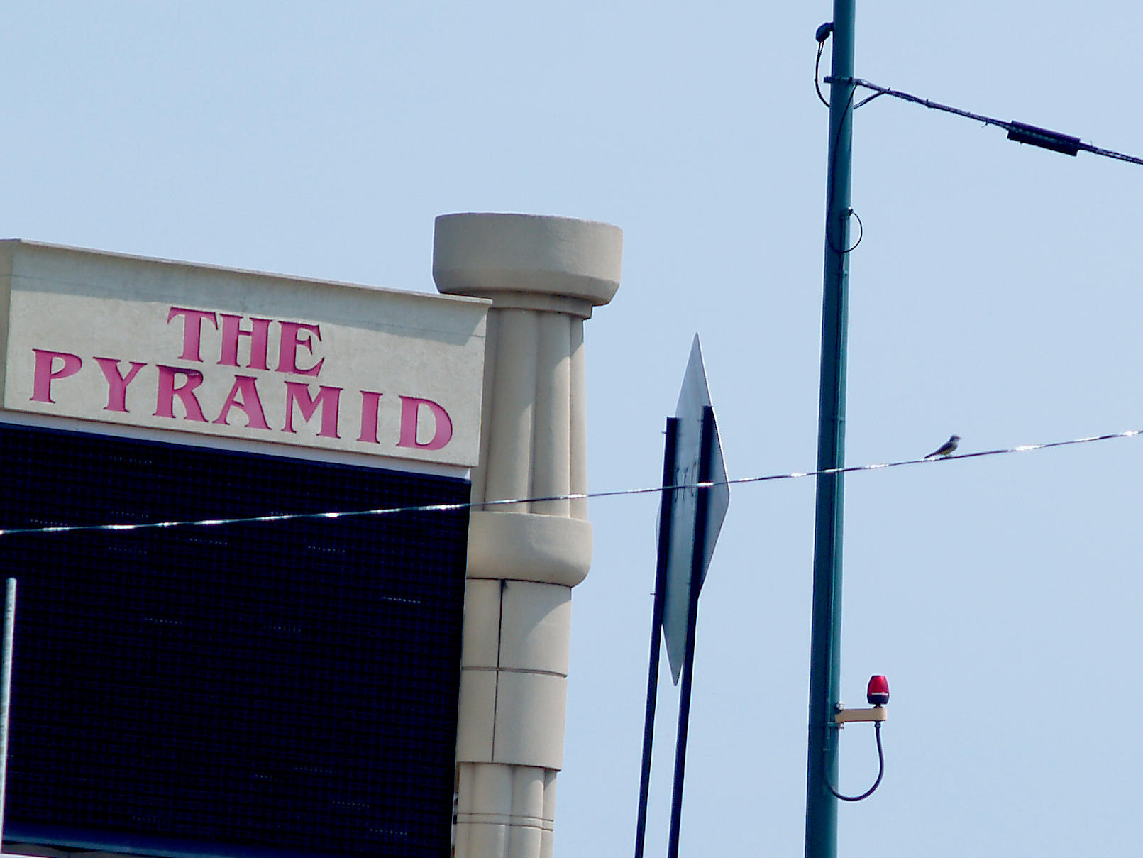 Western Kingbird - at the Pyramid - Downtown Memphis.