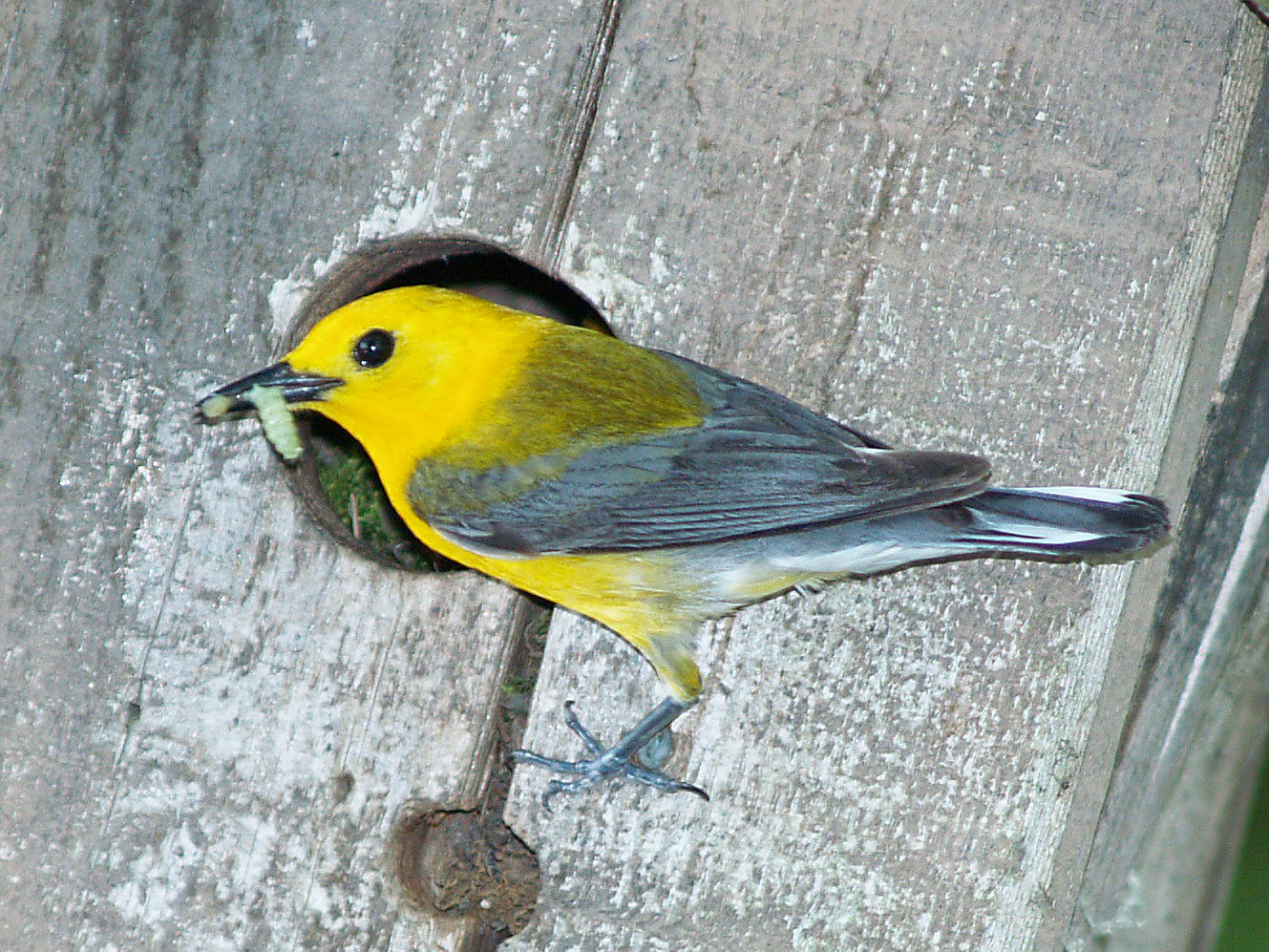 Prothonotary Warbler - 6-4-10 male feeding female on nest.