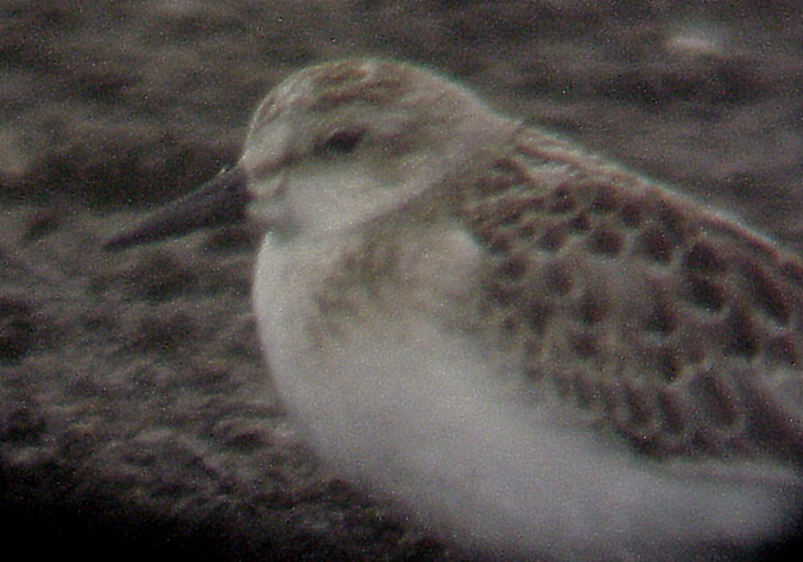 Semipalmated Sandpiper - 8-6-10 imm. Ensley