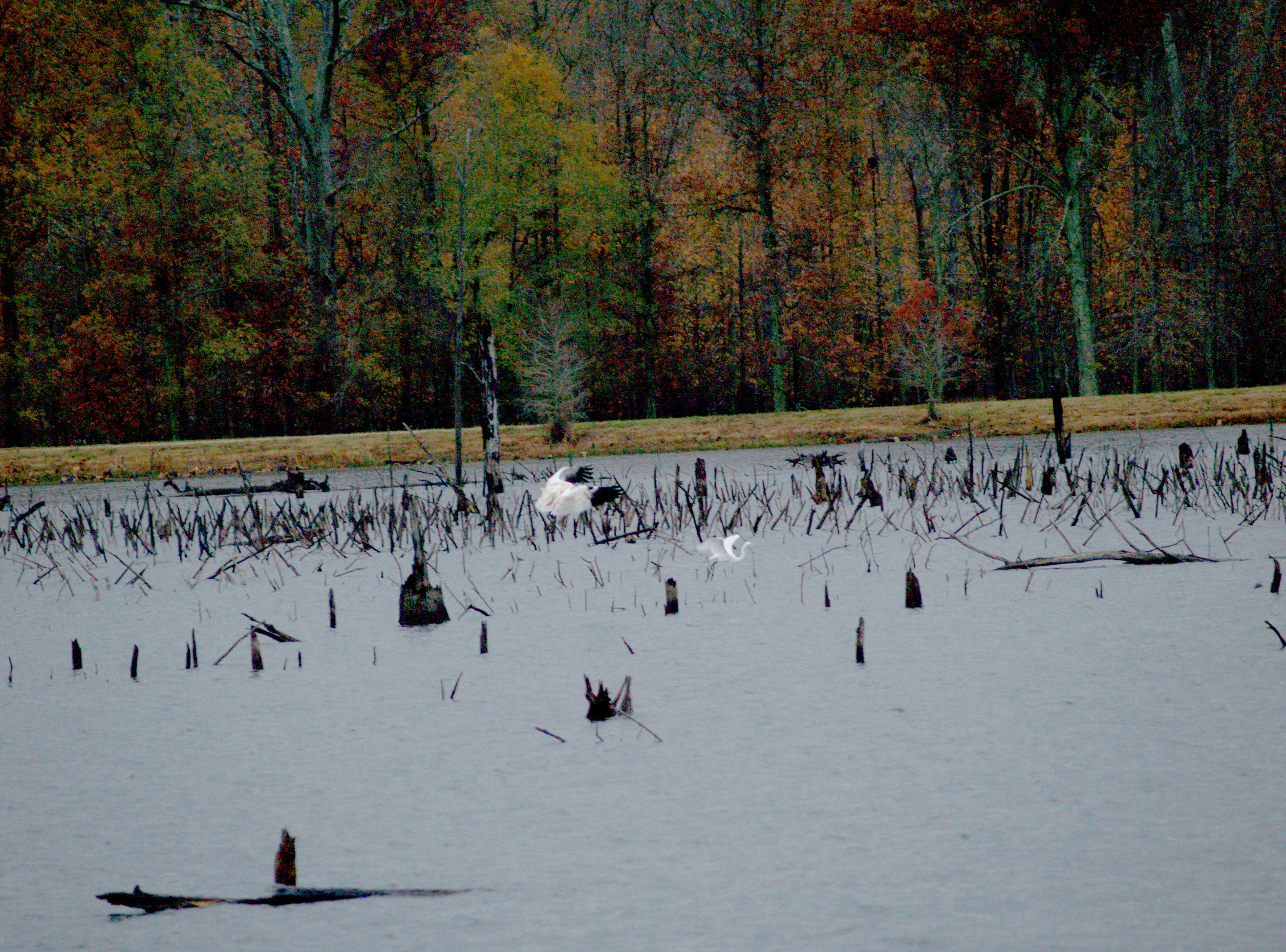 Whooping Crane - 11-26-07 - with Great Egret