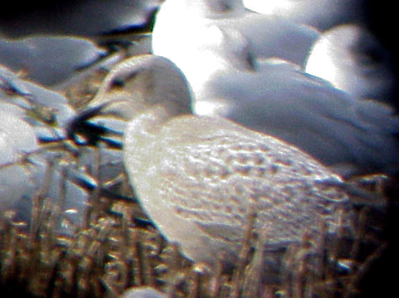 Thayers Gull - 12-1-07 Tunica -