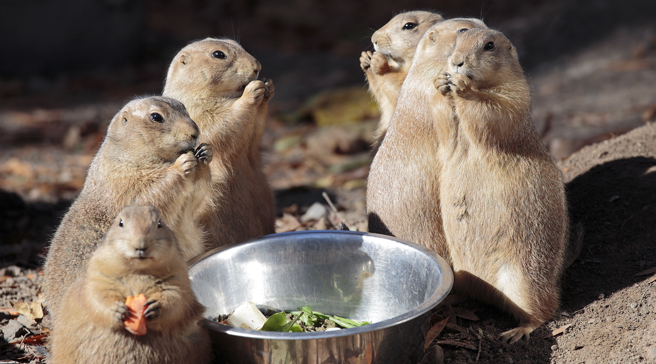 Chipmunks Feeding