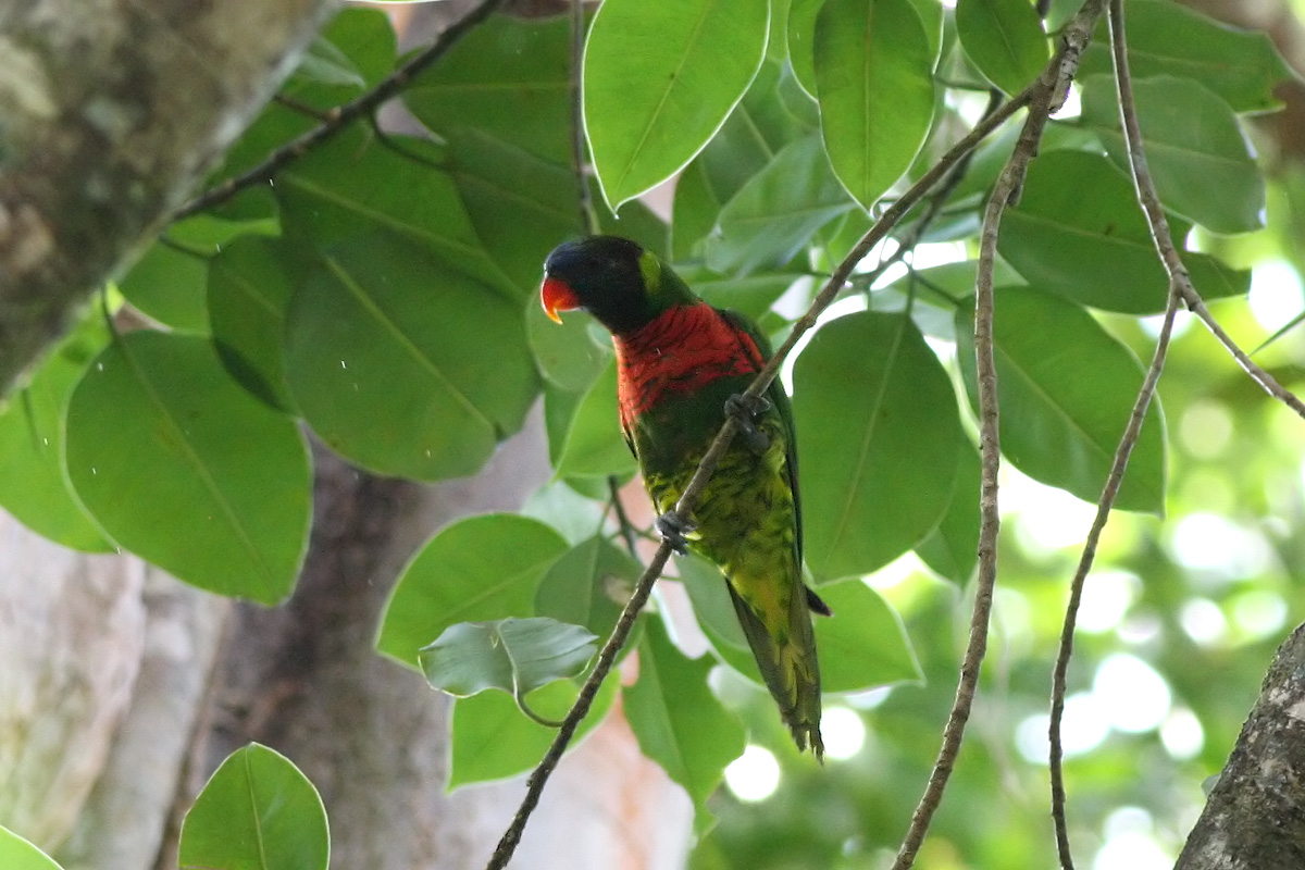 Coconut Lorikeet (Trichoglossus haematodus massena)