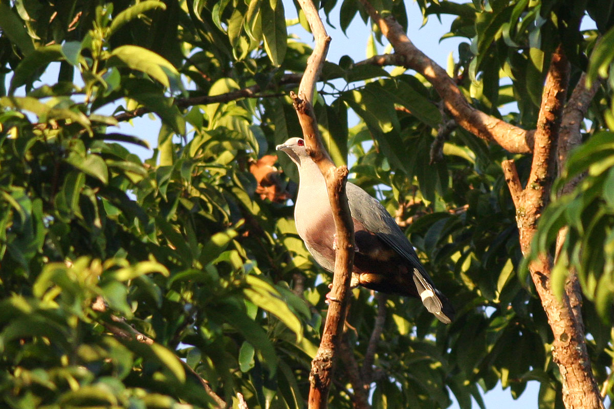 Pinons Imperial Pigeon (Ducula pinon)