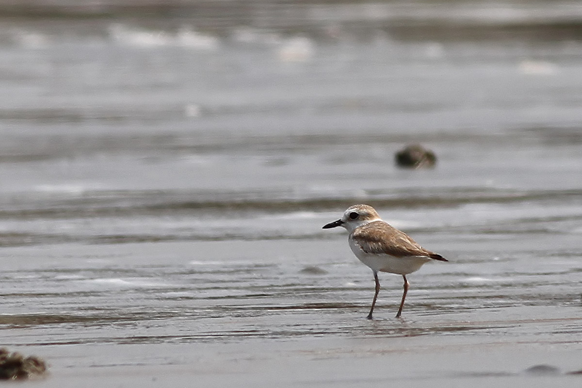 White-faced Plover (Charadrius a. dealbatus) - female