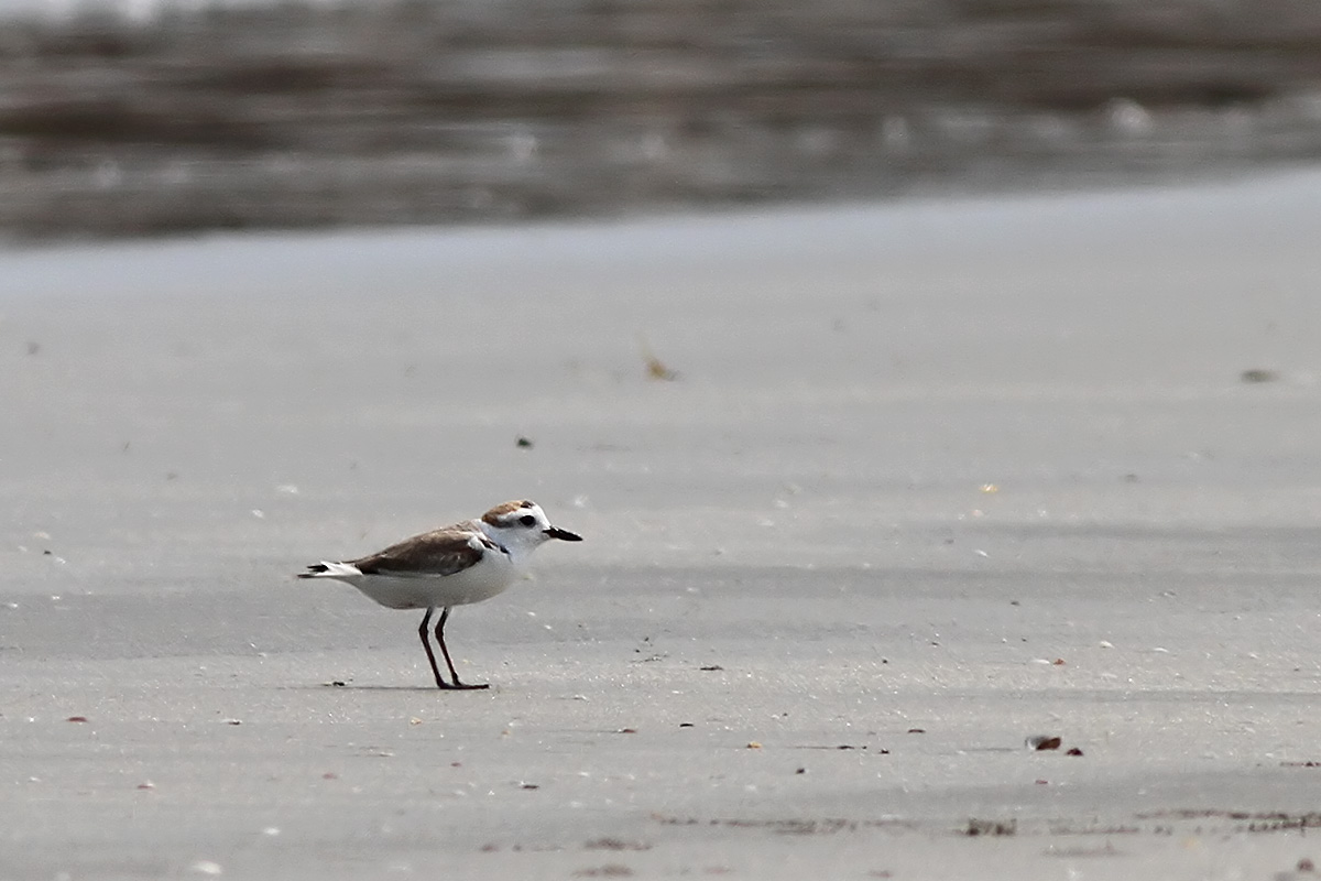White-faced Plover (Charadrius a. dealbatus) - male