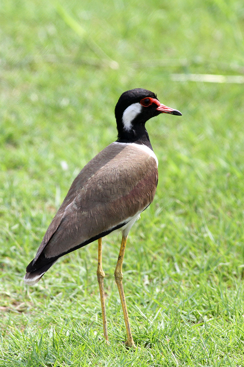 Red-wattled Lapwing (Vanellus indicus)