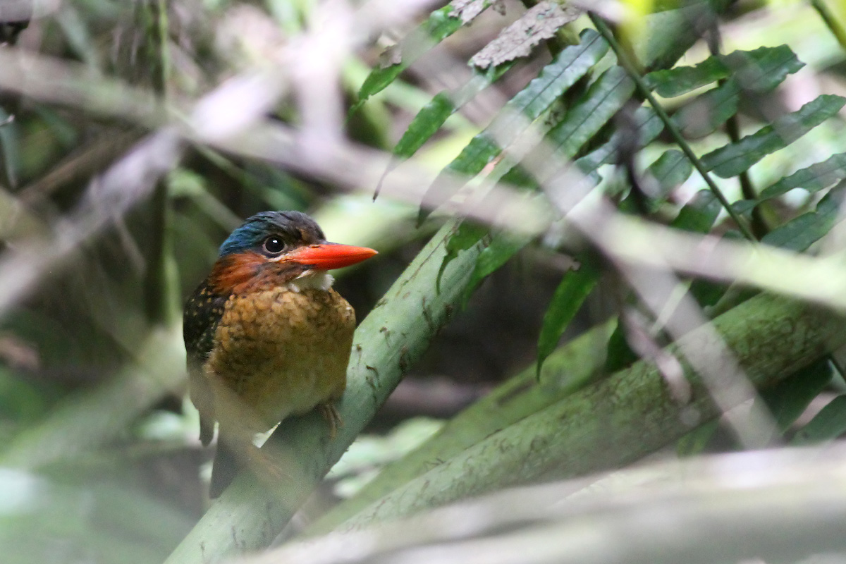 Blue-capped Wood Kingfisher (Actenoides hombroni)