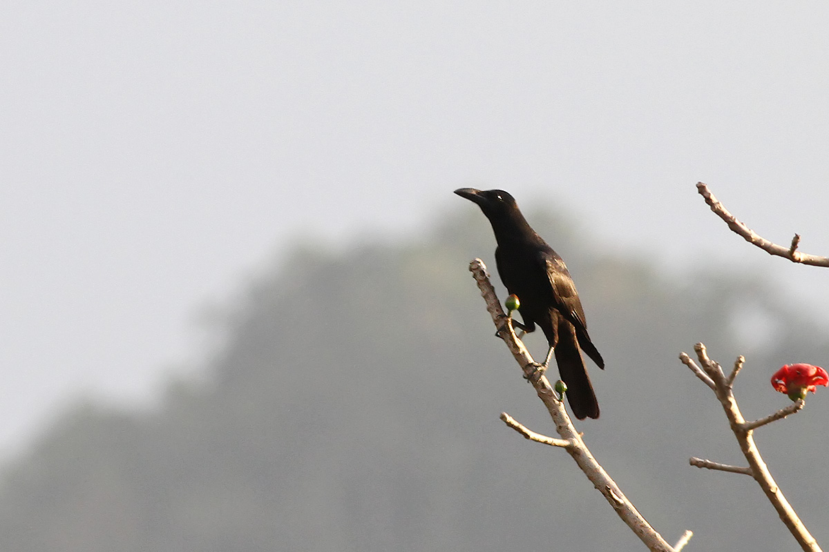 Palawan Crow (Corvus pusillus)