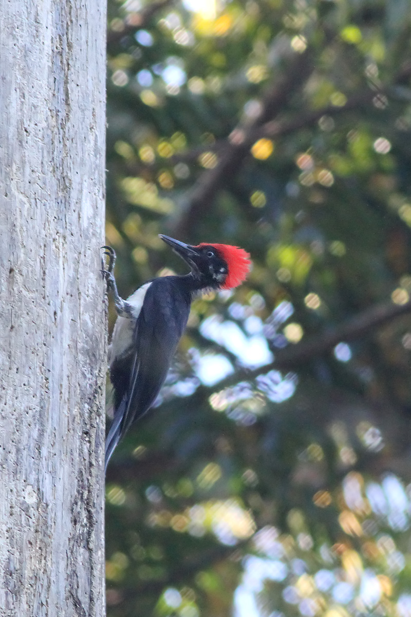 White-bellied Woodpecker (Dryocopus javensis mindorensis)