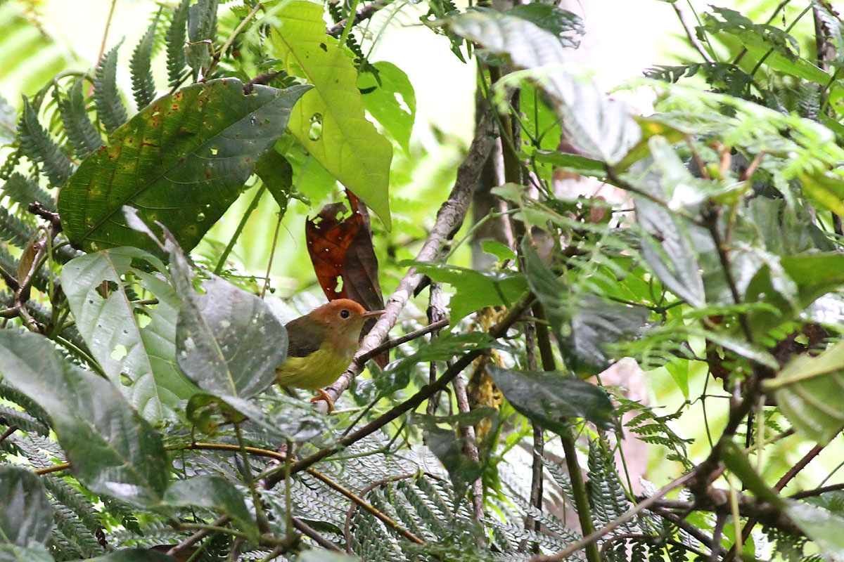 Rufous-headed Tailorbird (Phyllergates heterolaemus)